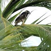 Common Black Hawk