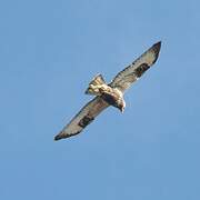 Rough-legged Buzzard