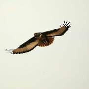 Jackal Buzzard