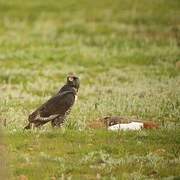 Jackal Buzzard