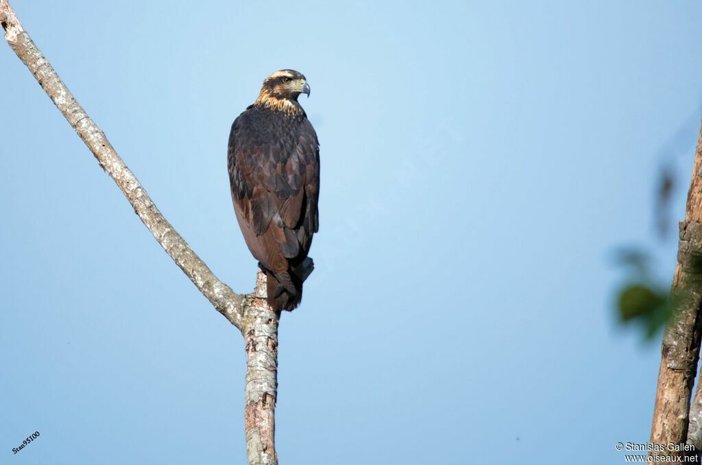 Solitary Eagle