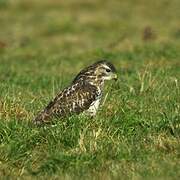 Common Buzzard