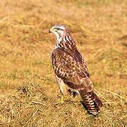 Common Buzzard