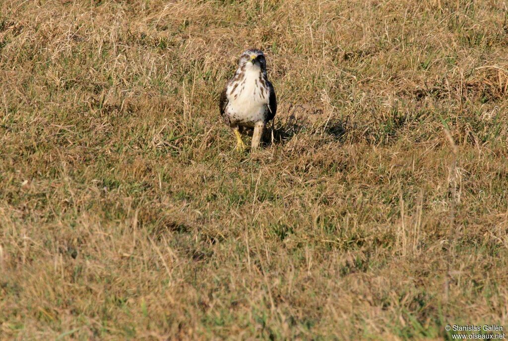 Common Buzzardadult, walking