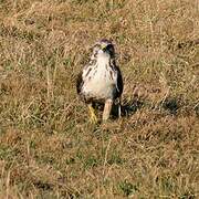 Common Buzzard