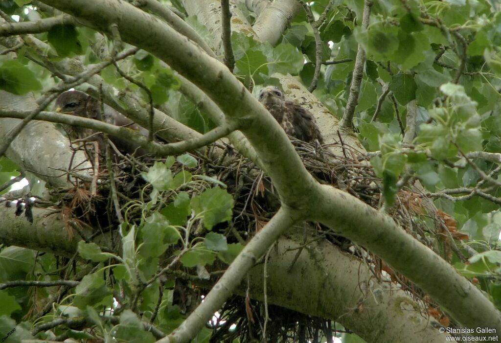 Common BuzzardPoussin, Reproduction-nesting