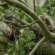 Common Buzzard