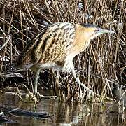 Eurasian Bittern