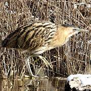 Eurasian Bittern