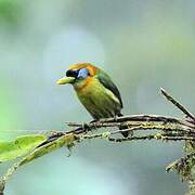 Red-headed Barbet