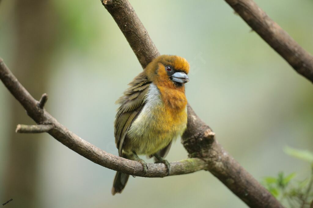 Prong-billed Barbet male adult