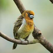 Prong-billed Barbet