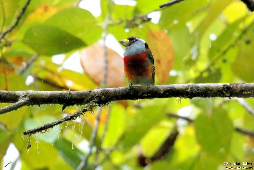 Toucan Barbet female adult