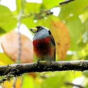 Toucan Barbet