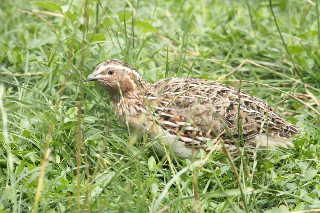 Common Quailadult post breeding, walking