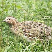 Common Quail