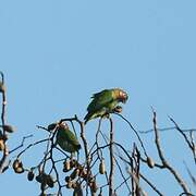 Brown-hooded Parrot