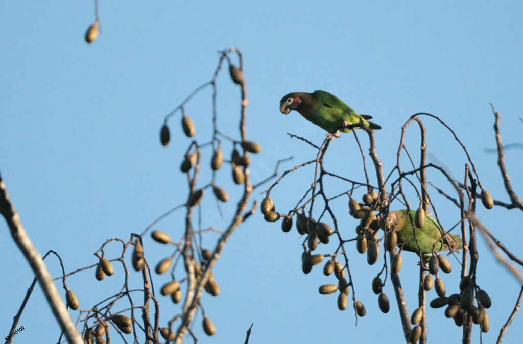 Brown-hooded Parrotadult, eats