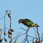 Brown-hooded Parrot