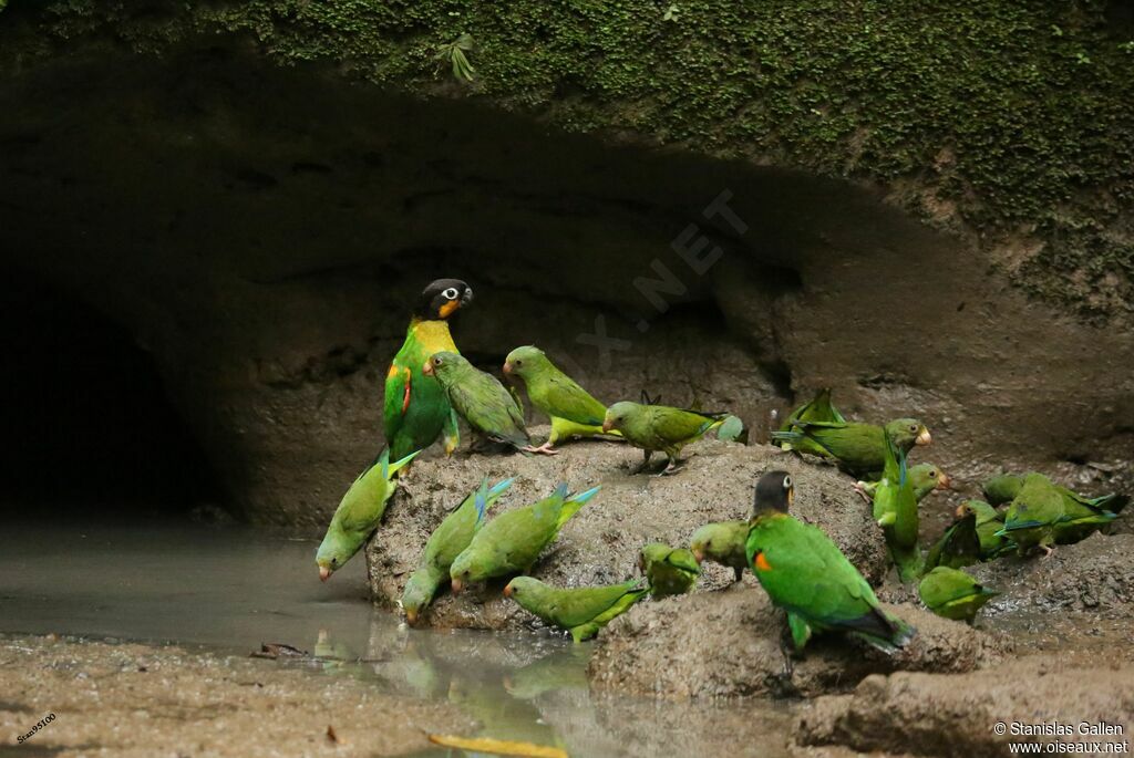 Orange-cheeked Parrotadult