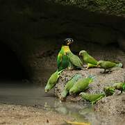 Orange-cheeked Parrot