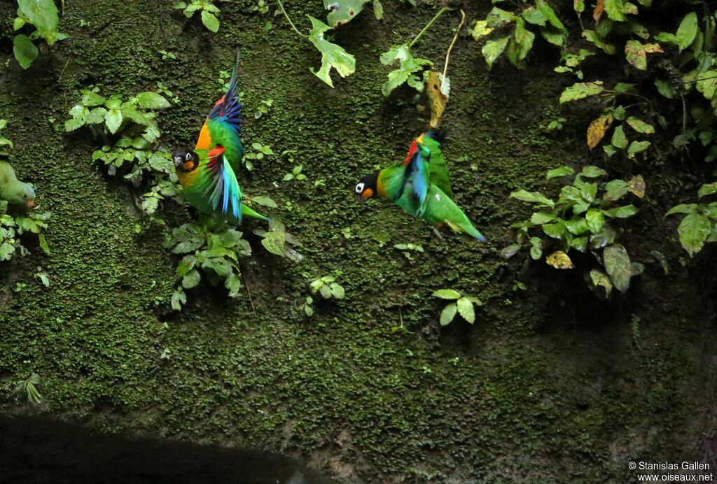 Orange-cheeked Parrotadult