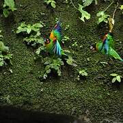 Orange-cheeked Parrot