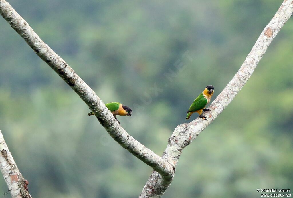 Black-headed Parrotadult