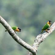 Black-headed Parrot