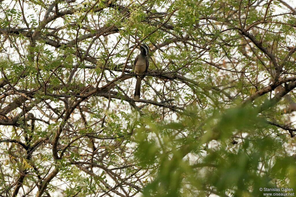 African Grey Hornbilladult