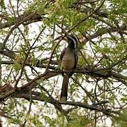 African Grey Hornbill