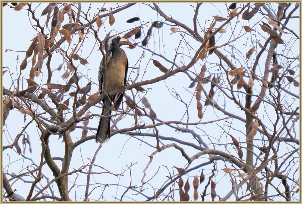 African Grey Hornbill female adult