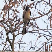 African Grey Hornbill