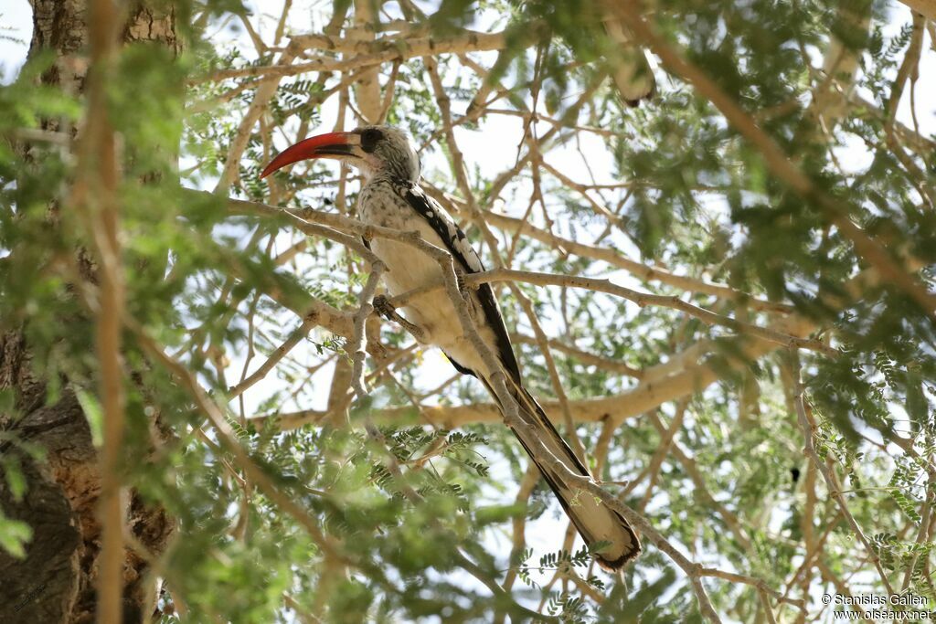 Northern Red-billed Hornbilladult