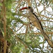 Northern Red-billed Hornbill