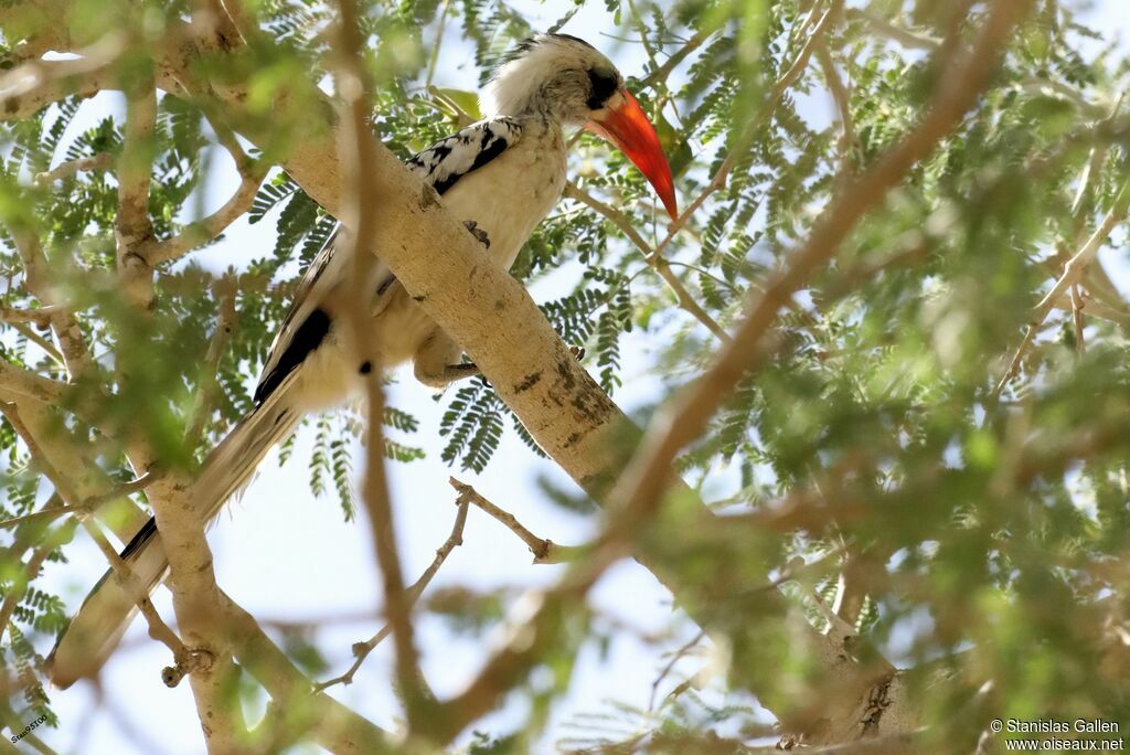 Northern Red-billed Hornbilladult