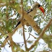 Northern Red-billed Hornbill