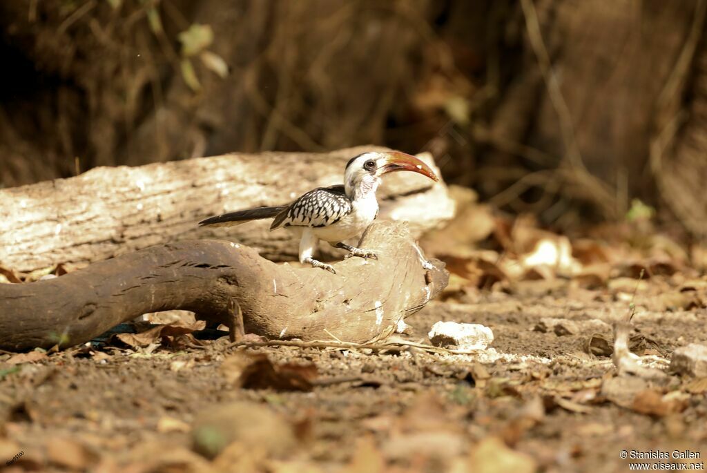 Northern Red-billed Hornbilladult