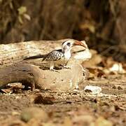 Northern Red-billed Hornbill