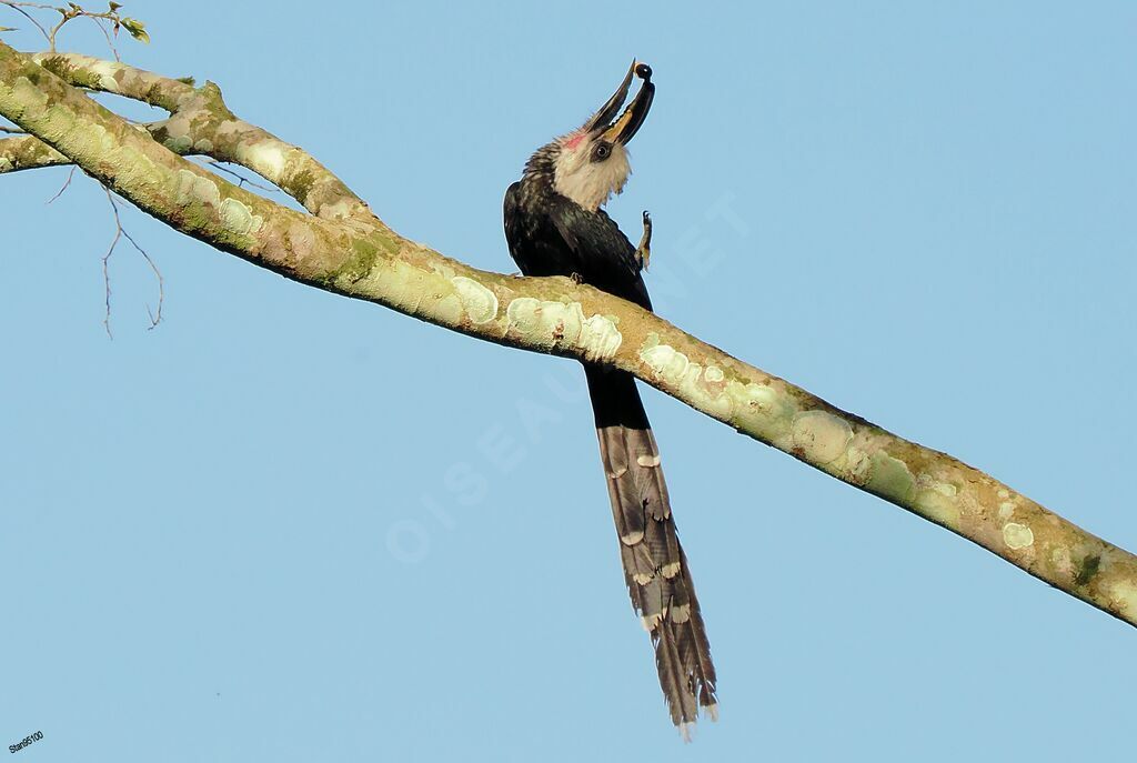 Western Long-tailed Hornbilladult breeding, courting display