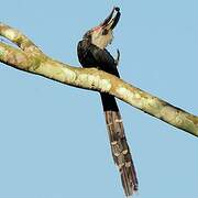 White-crested Hornbill