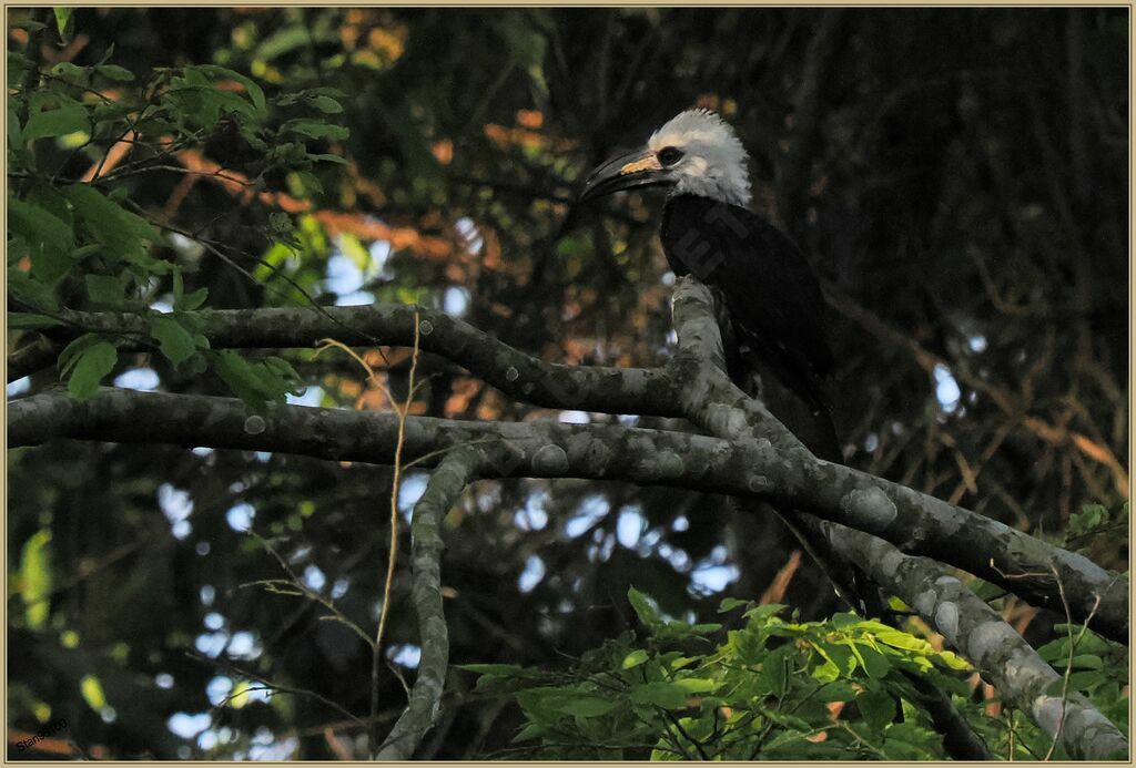 White-crested Hornbilladult breeding