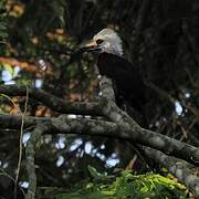 White-crested Hornbill