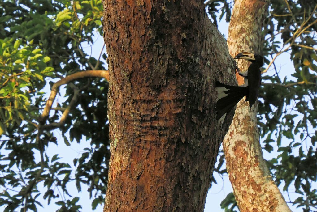 West African Pied Hornbill female adult breeding, Reproduction-nesting