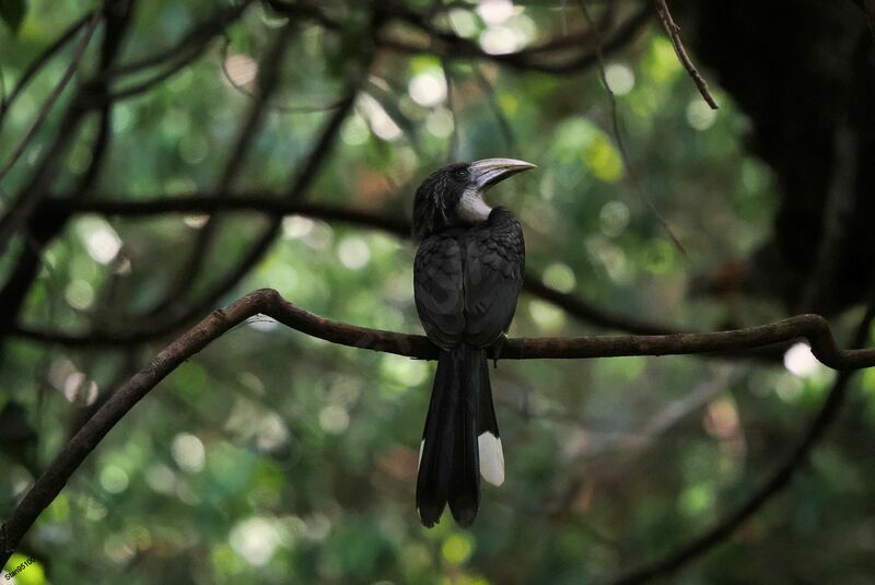 Sri Lanka Grey Hornbill female adult