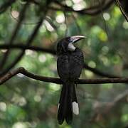 Sri Lanka Grey Hornbill