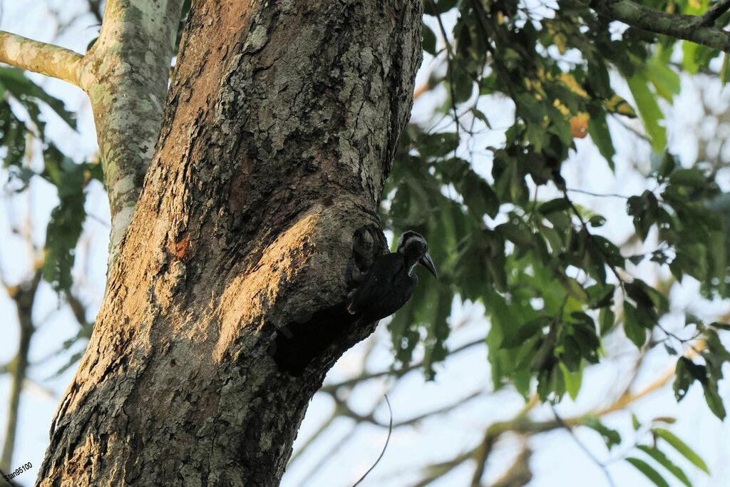 Western Dwarf Hornbilladult, Reproduction-nesting