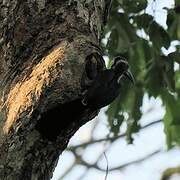 Western Dwarf Hornbill