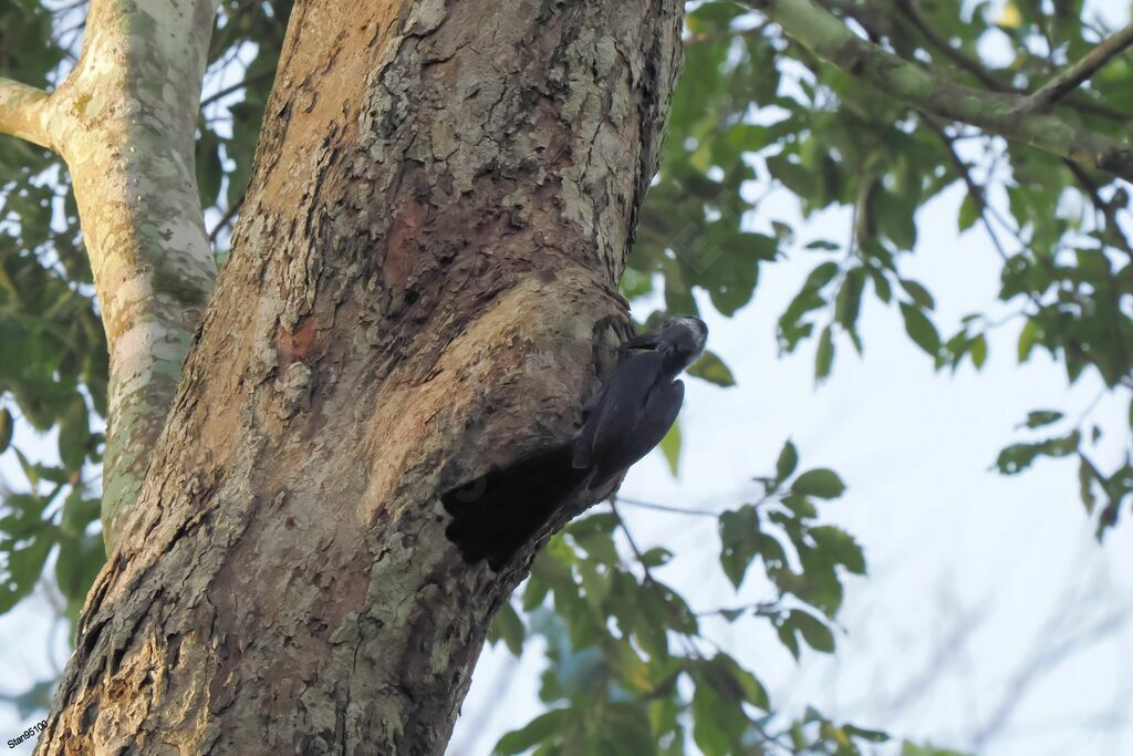 Western Dwarf Hornbilladult breeding, Reproduction-nesting