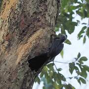 Black Dwarf Hornbill